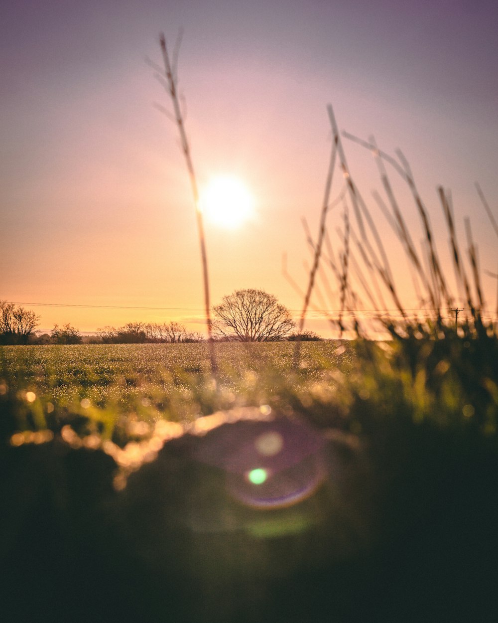 Grünes Grasfeld bei Sonnenuntergang