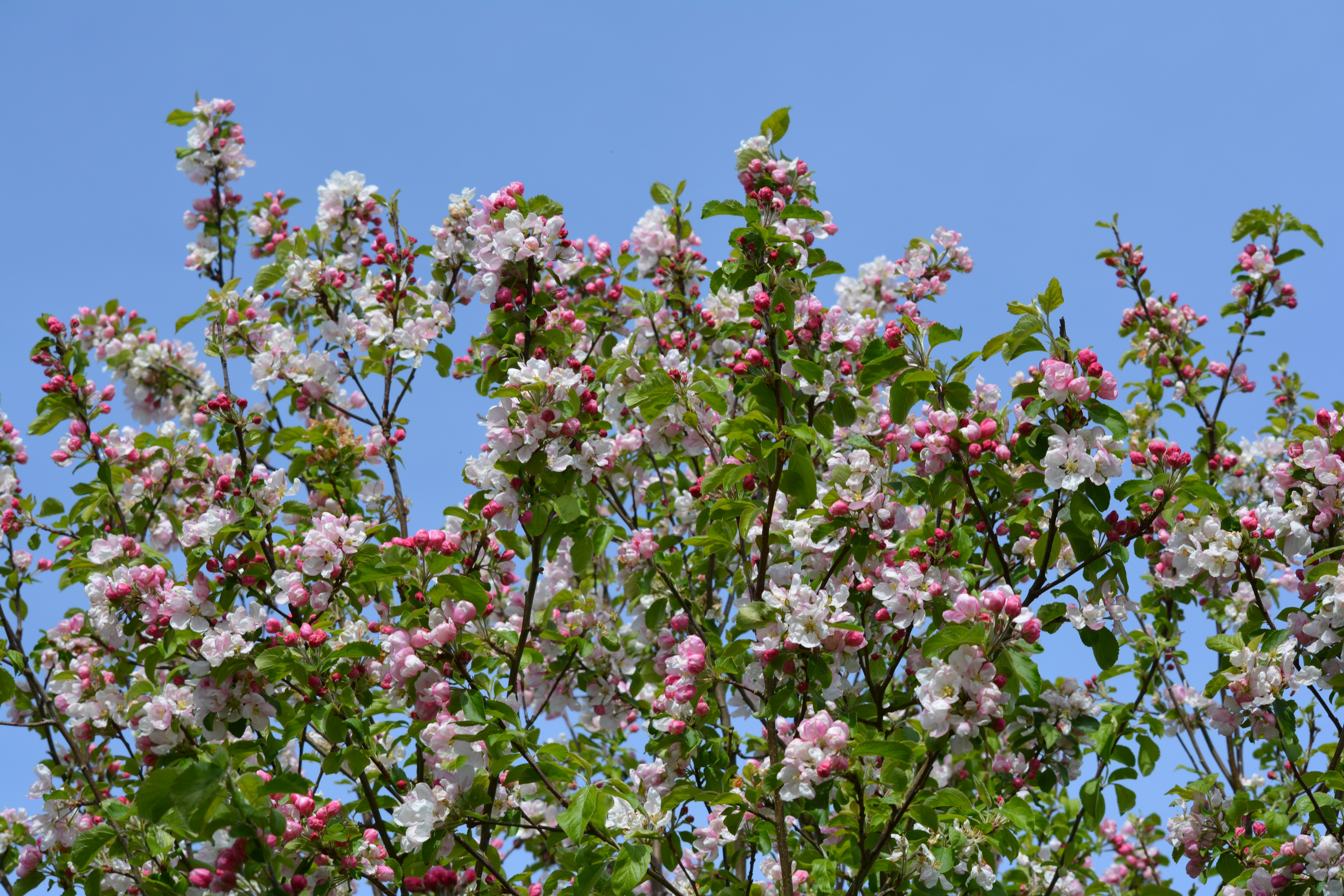 昼間の青空の下でピンクと白の花の写真 Unsplashで見つけるアイルランドの無料写真