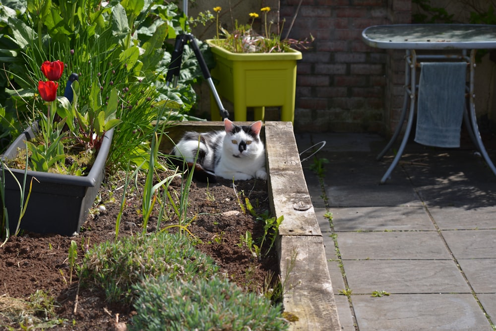 white and black cat lying on green grass during daytime