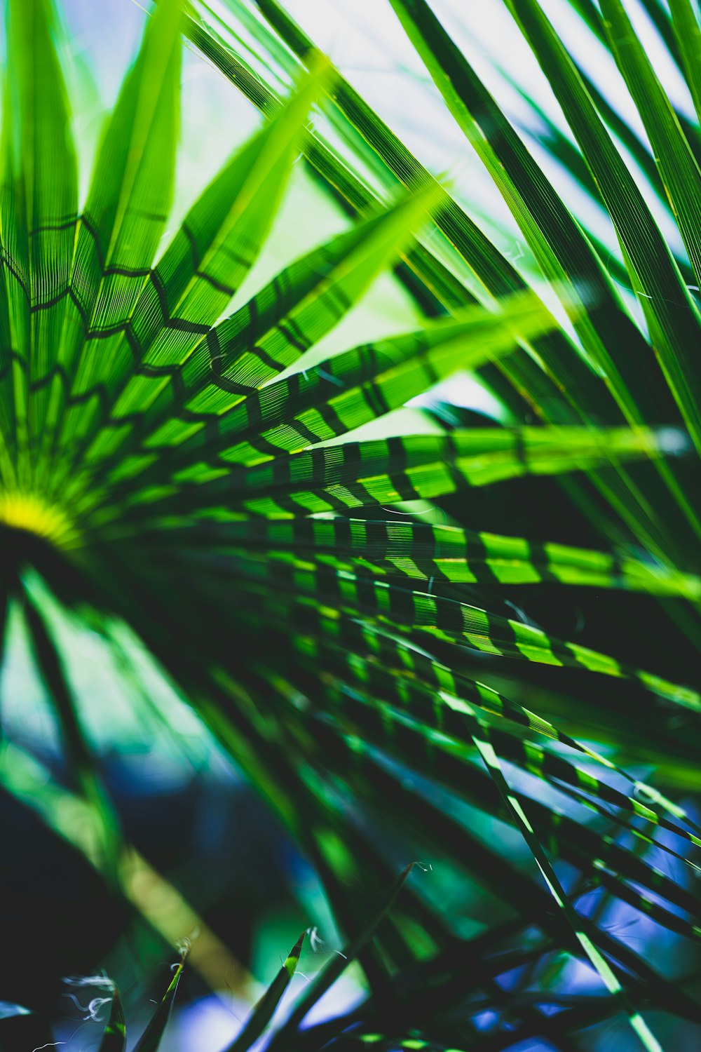 green palm plant during daytime