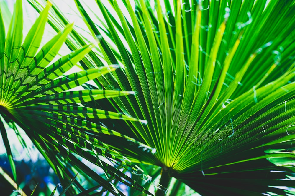 green palm tree during daytime