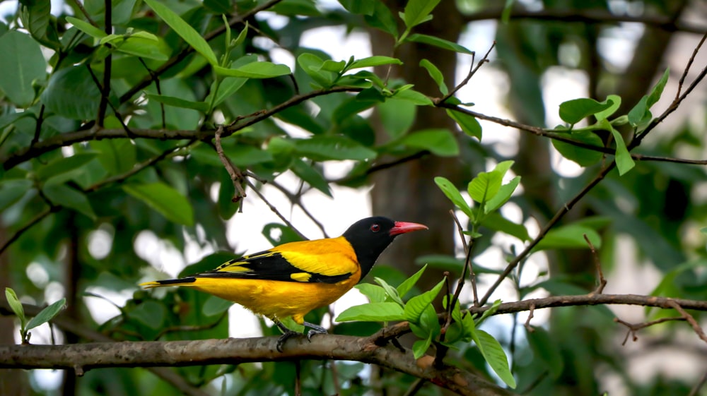 pássaro amarelo e preto no galho da árvore durante o dia