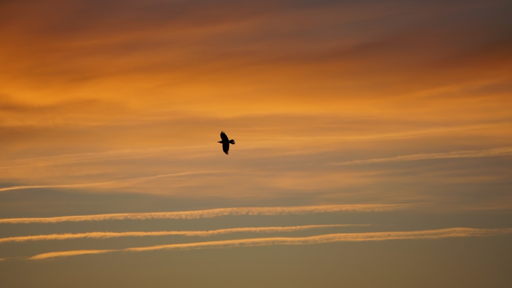 pássaro voando sobre as nuvens durante o dia