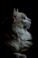 white and brown long fur cat