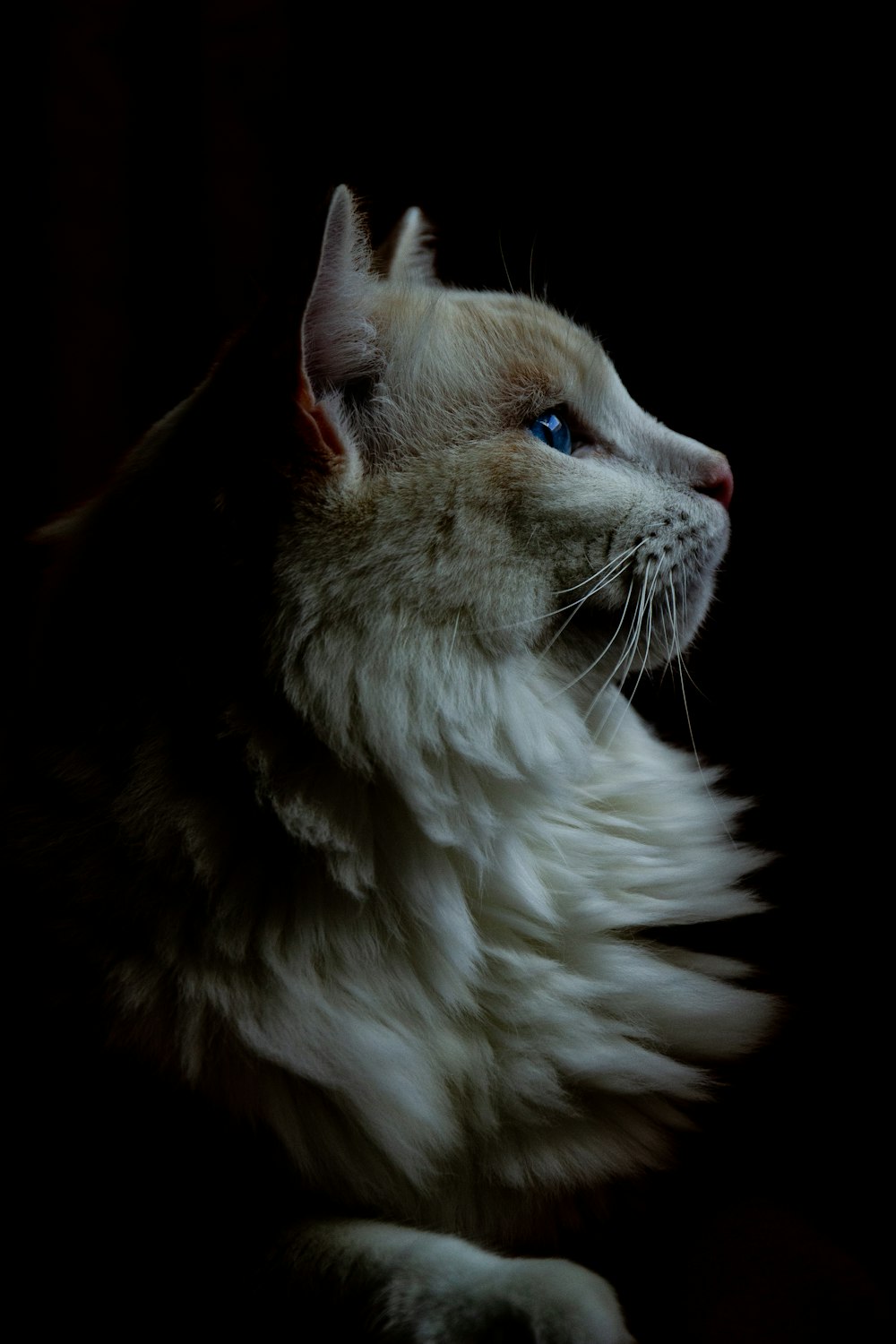 white and brown long fur cat