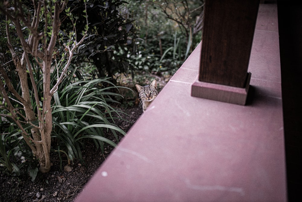 brown tabby cat lying on brown concrete floor