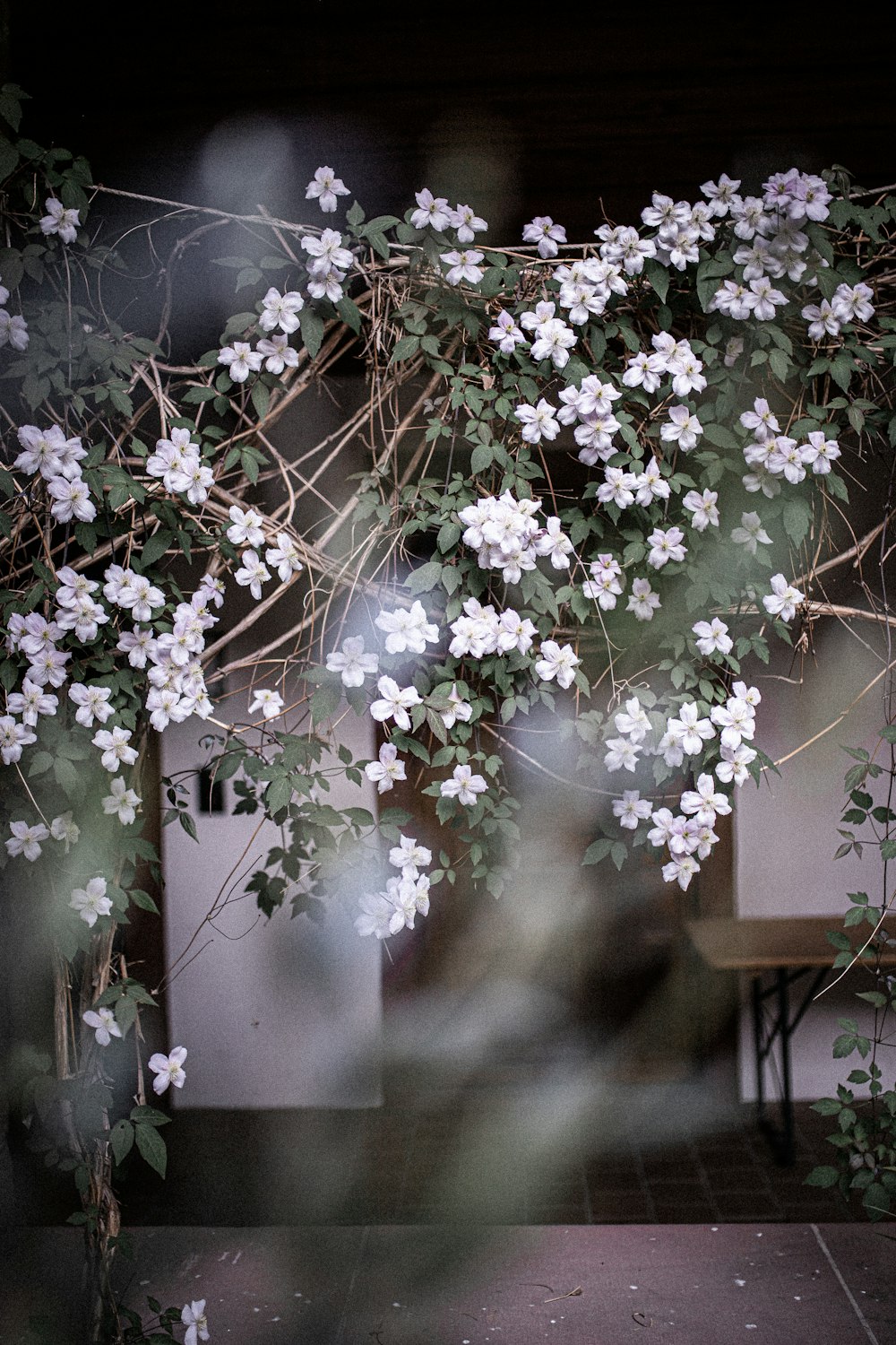 white and pink flowers on brown wooden wall