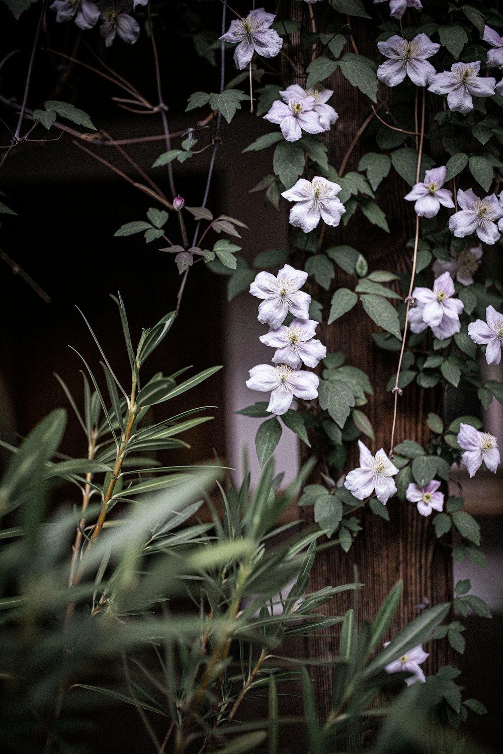 white flowers with green leaves