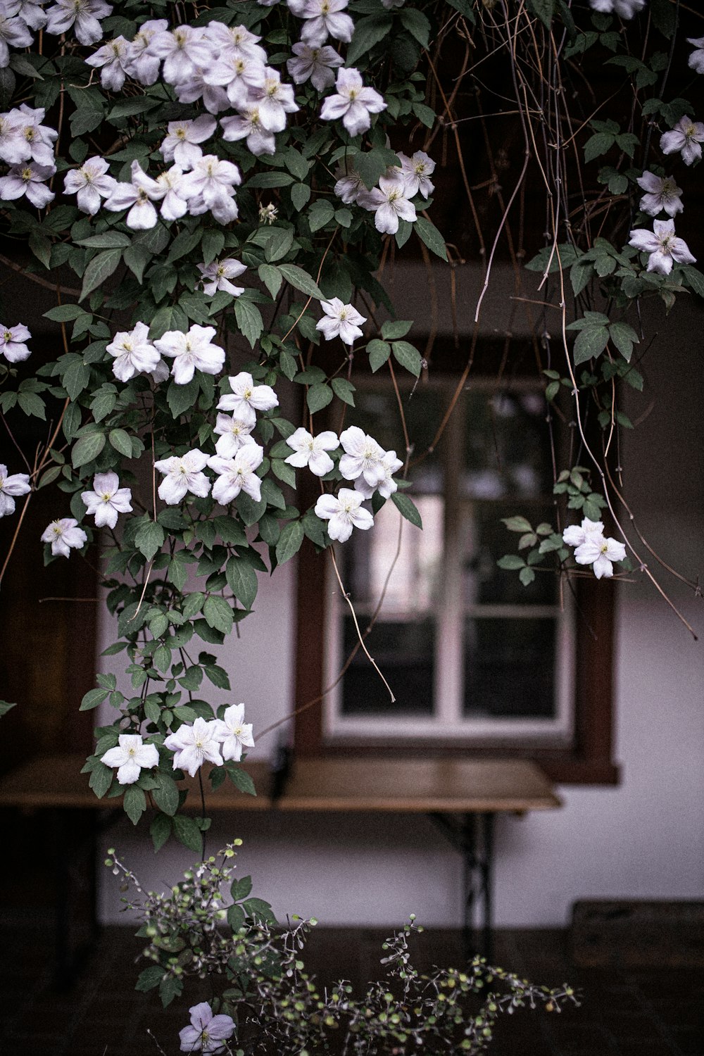 white flowers on brown wooden window