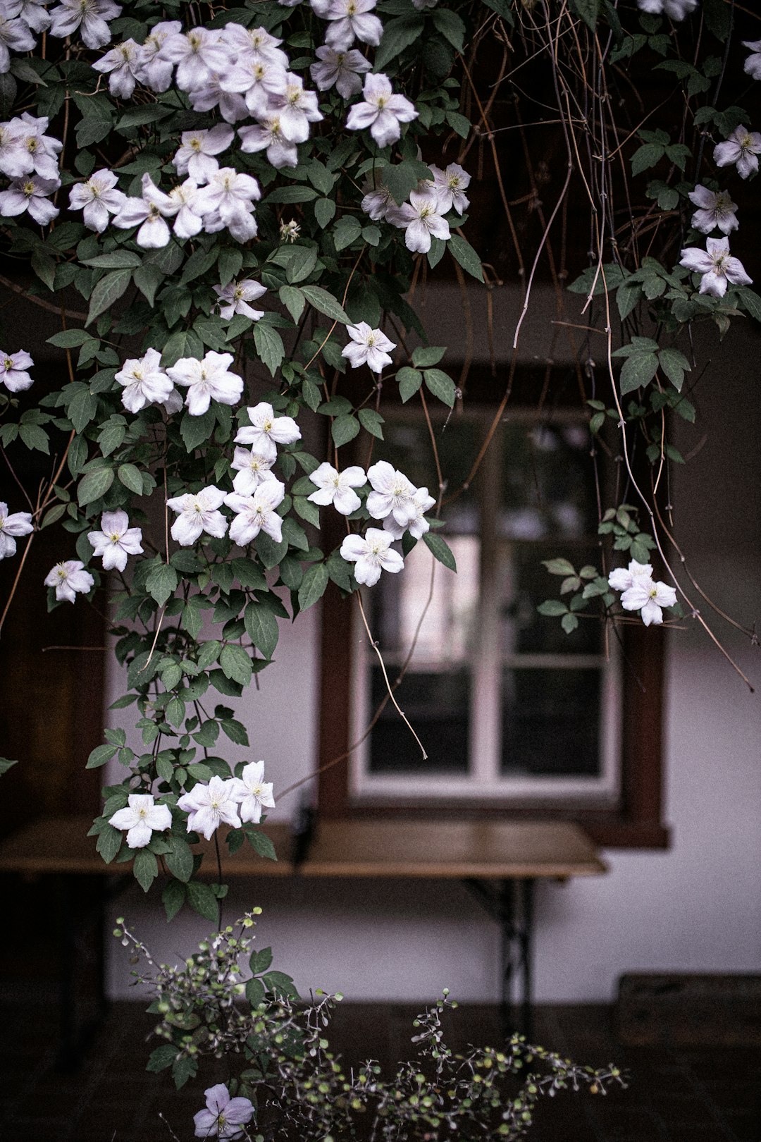 white flowers on brown wooden window