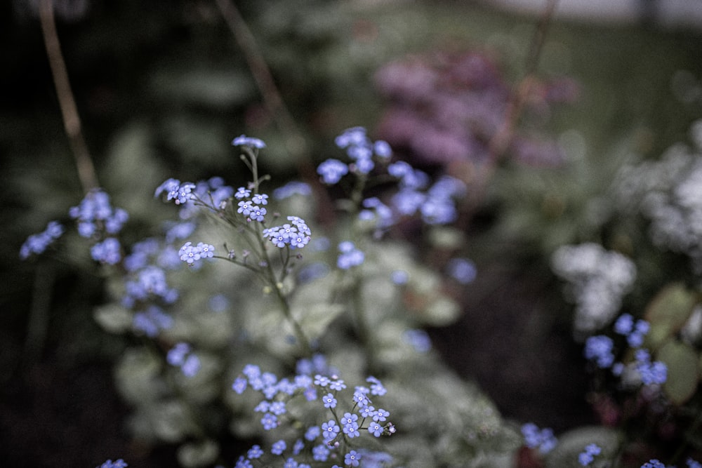 purple flowers in tilt shift lens