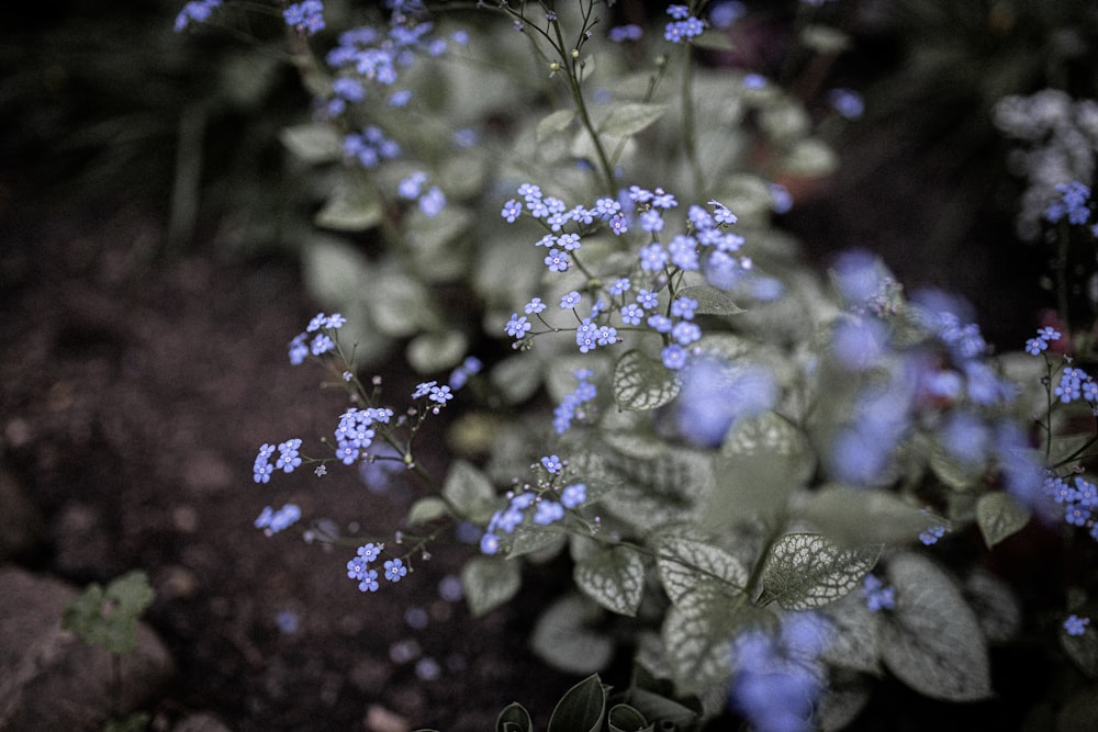 purple flowers with green leaves