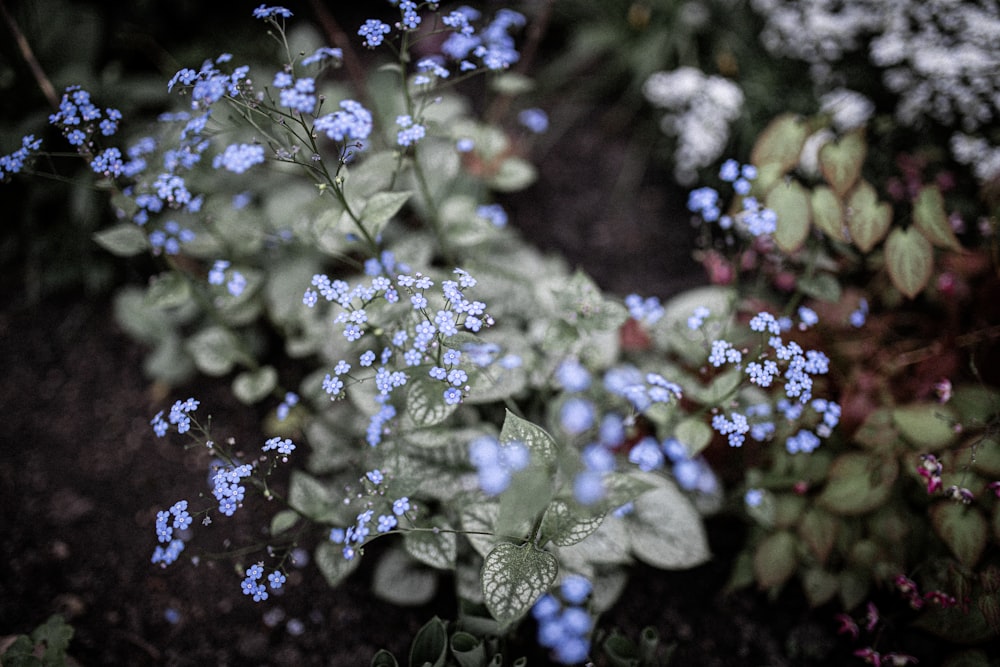 green plant with water droplets