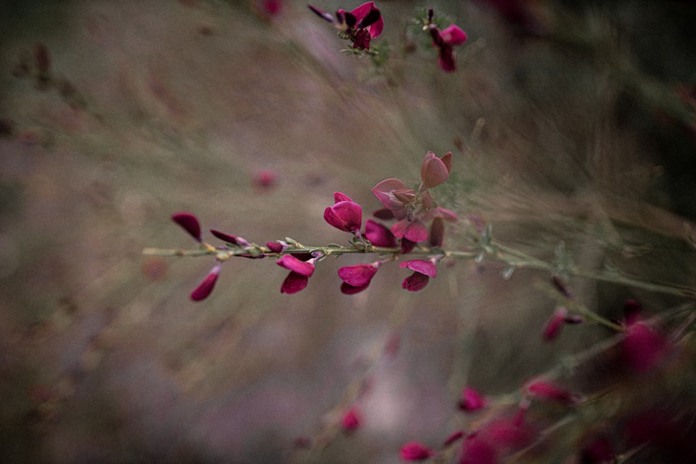 pink flowers in tilt shift lens