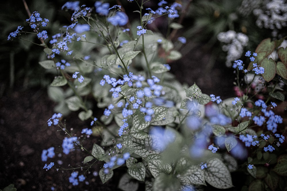 blue flowers with green leaves