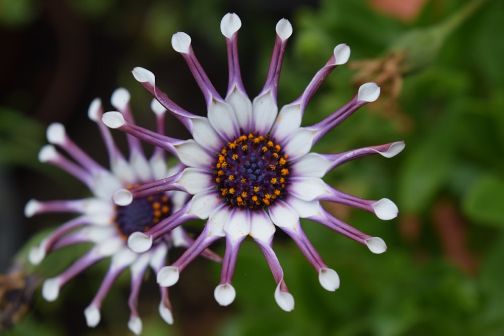 purple and white flower in tilt shift lens