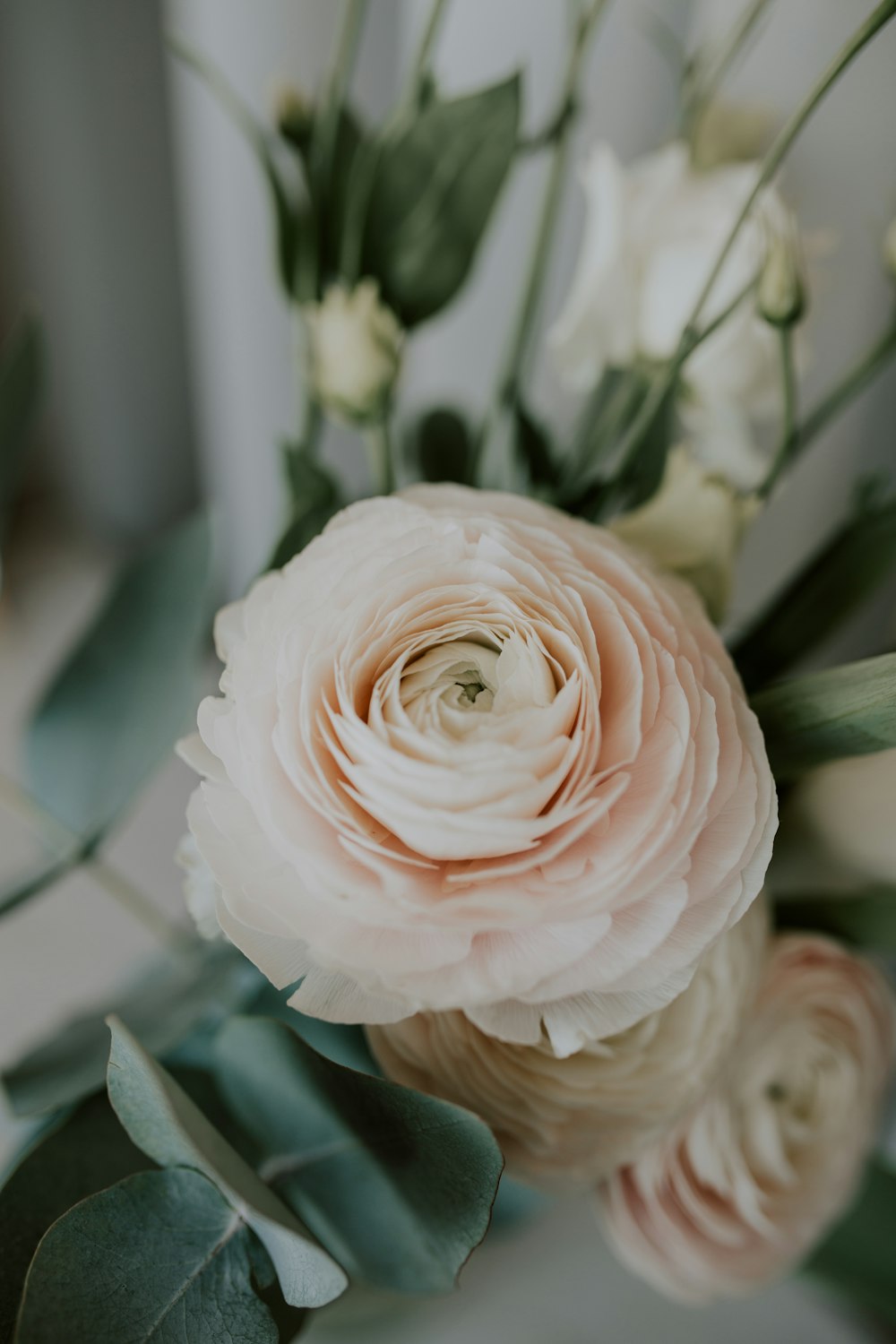 pink rose in close up photography