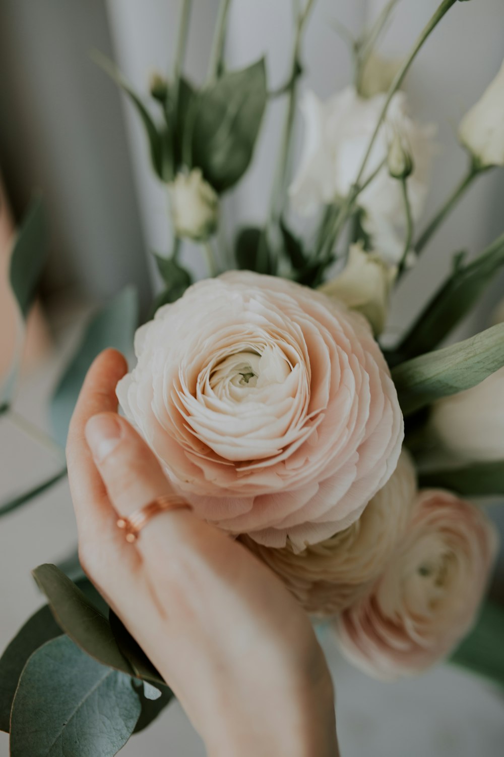 person holding pink rose in close up photography