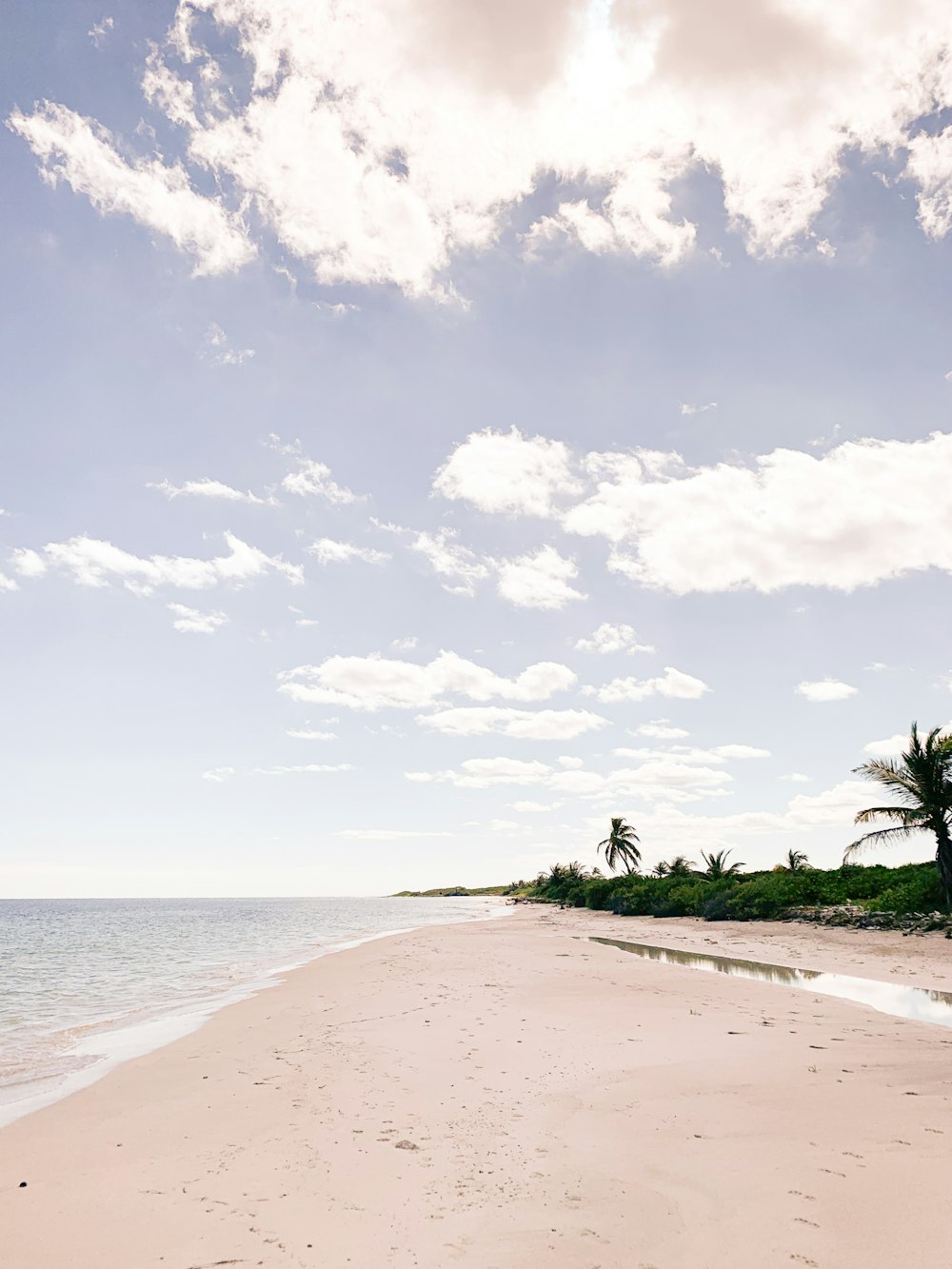 green palm tree on beach during daytime