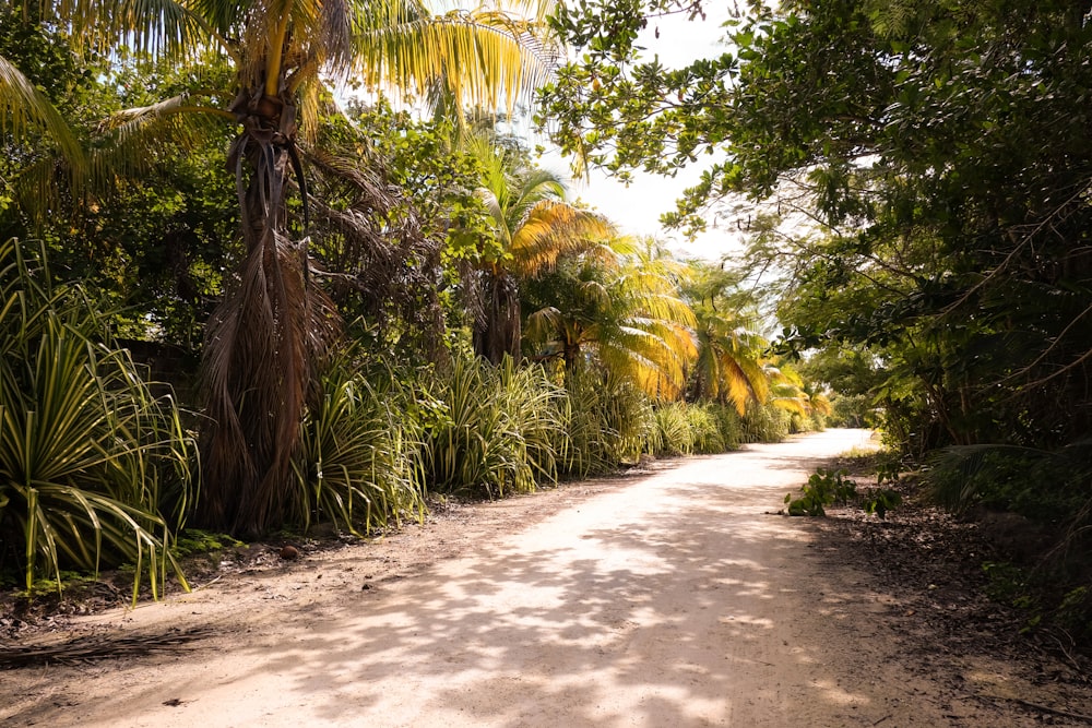 green palm trees on brown soil