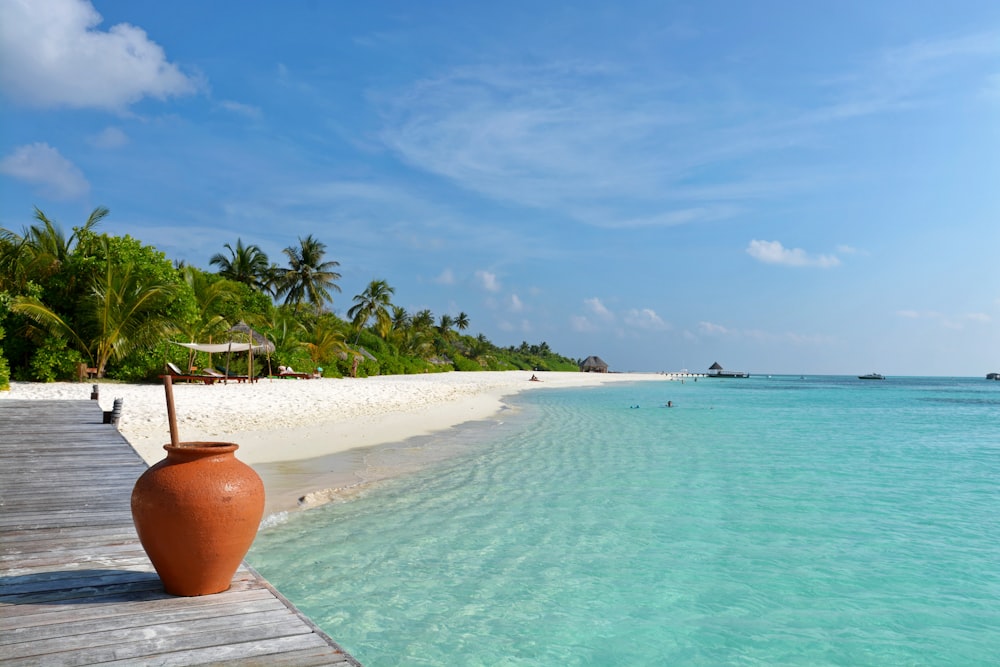 people on beach during daytime