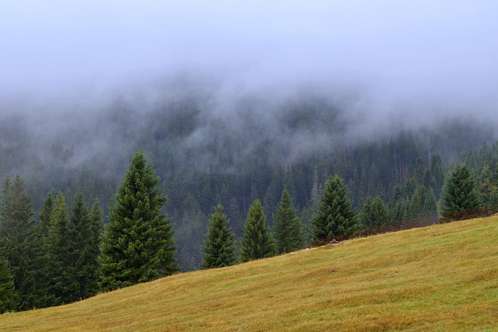 Champ d’herbe verte avec des arbres verts sur le côté