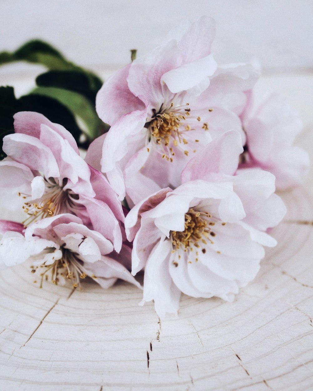 pink and white flowers on white wooden table