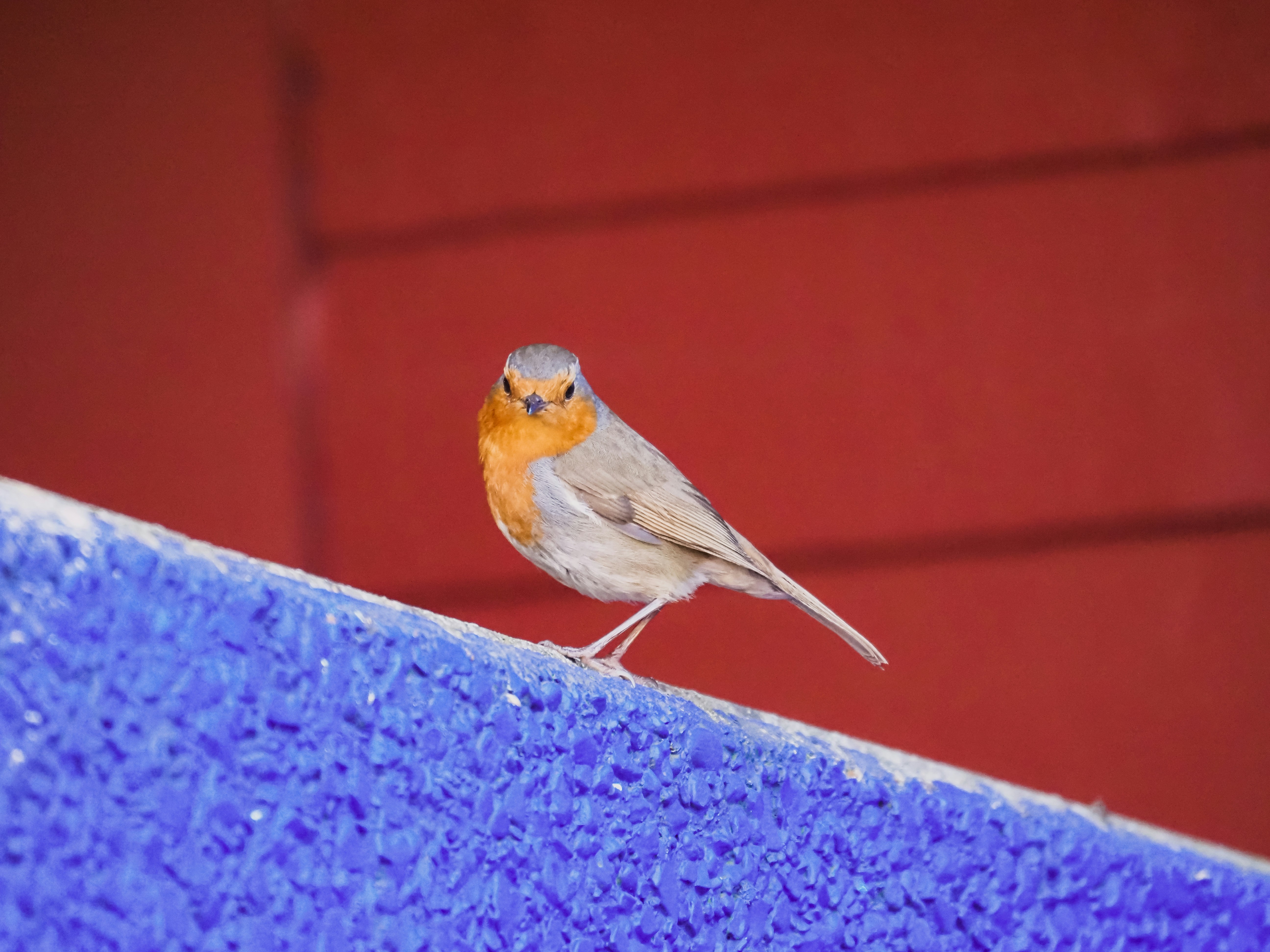 gray and yellow bird on gray concrete wall