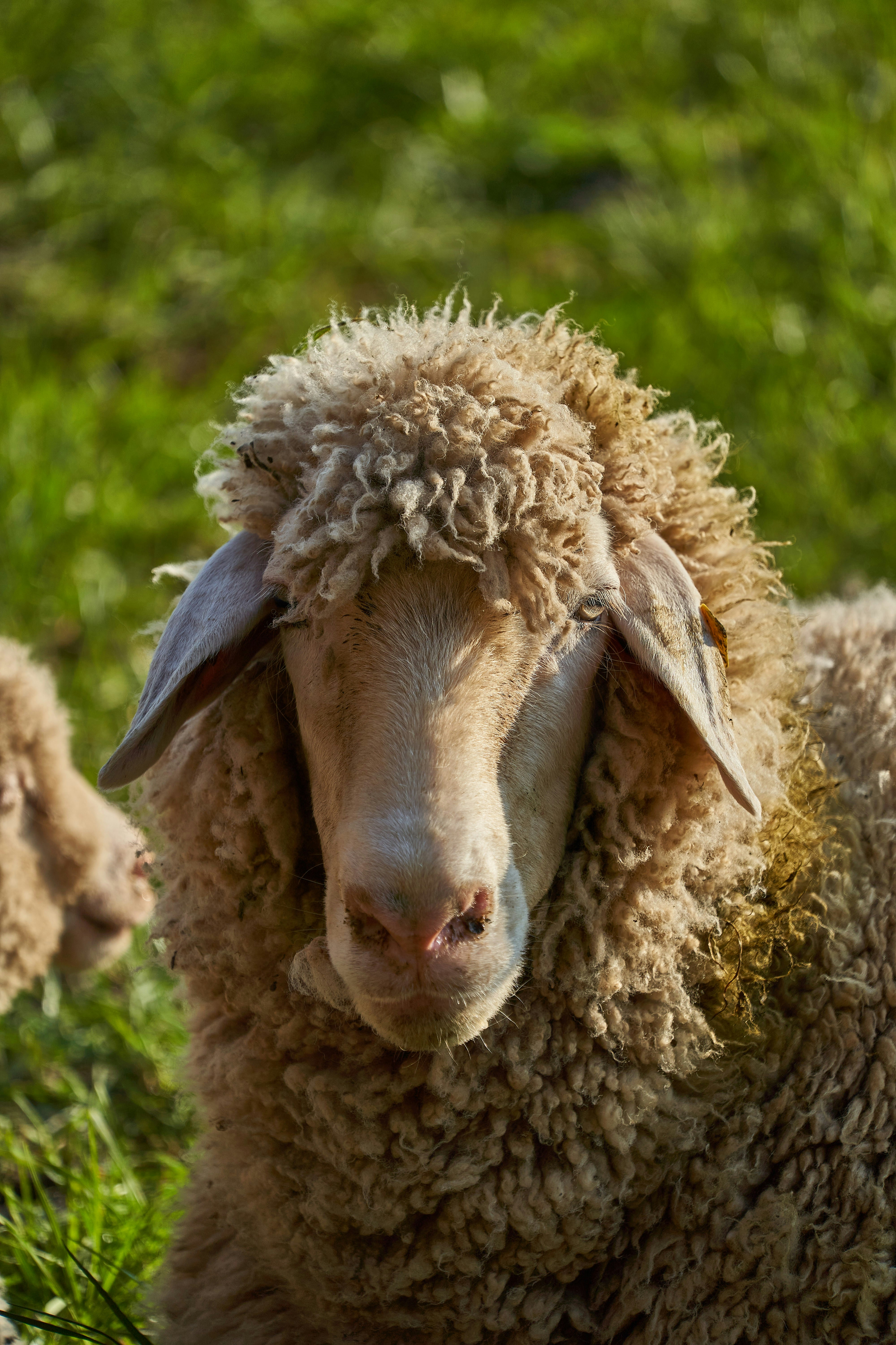 Photo by wolfgang_hasselmann