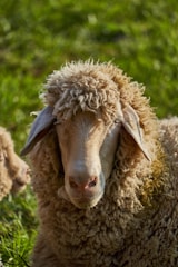 A sheep with thick, curly wool stands in green grass, looking directly at the camera. The texture of its wool is prominent and its ears are slightly drooped.