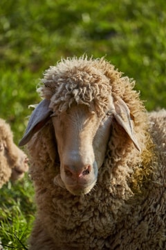A sheep with thick, curly wool stands in green grass, looking directly at the camera. The texture of its wool is prominent and its ears are slightly drooped.
