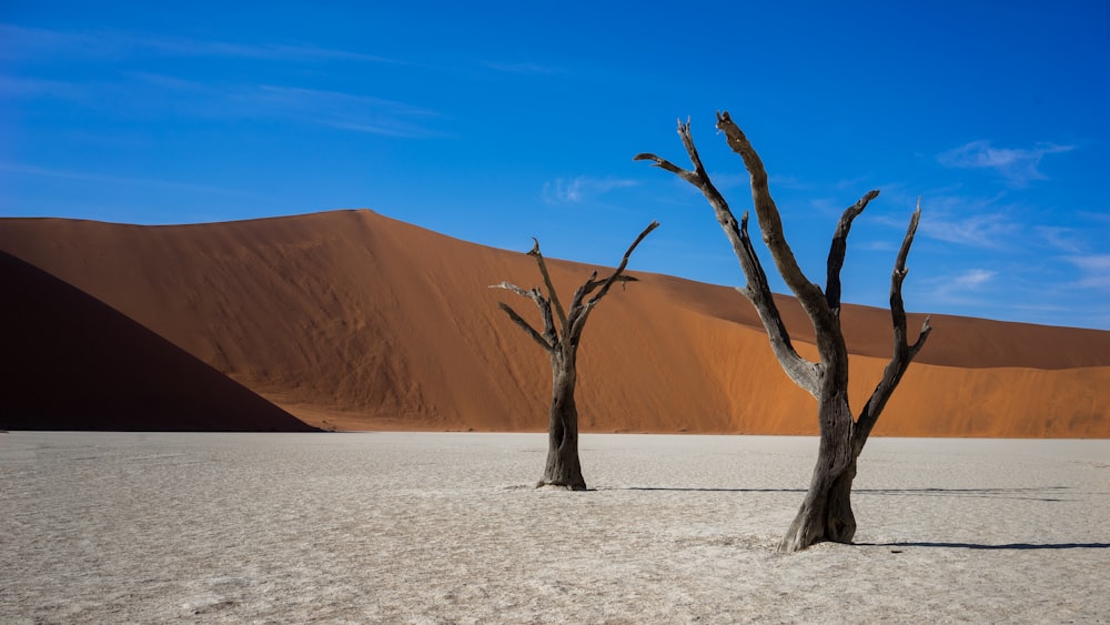 leafless tree on desert during daytime