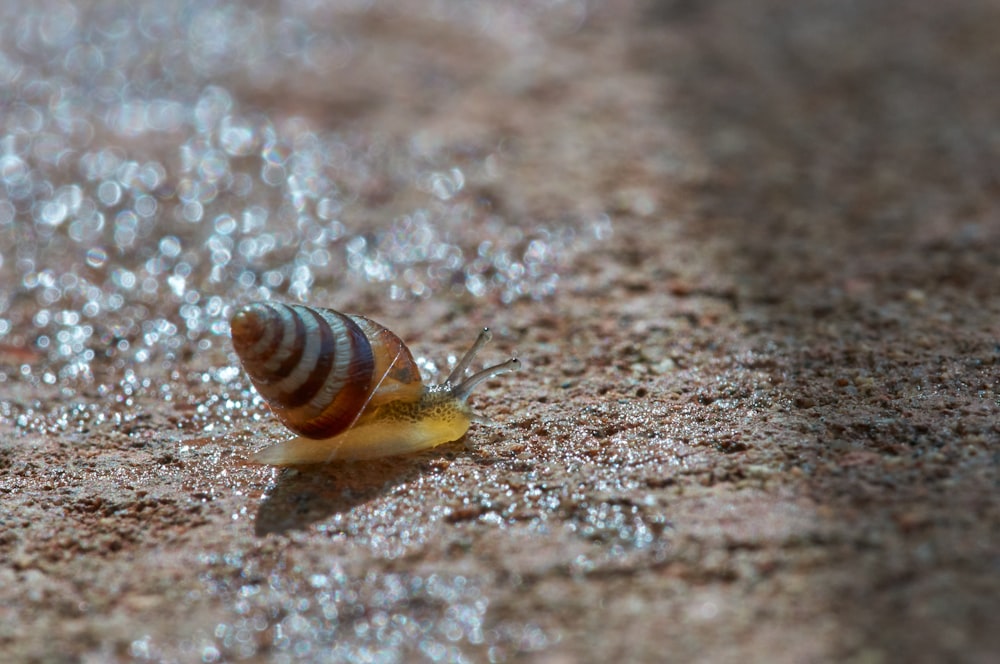 brown snail on brown sand