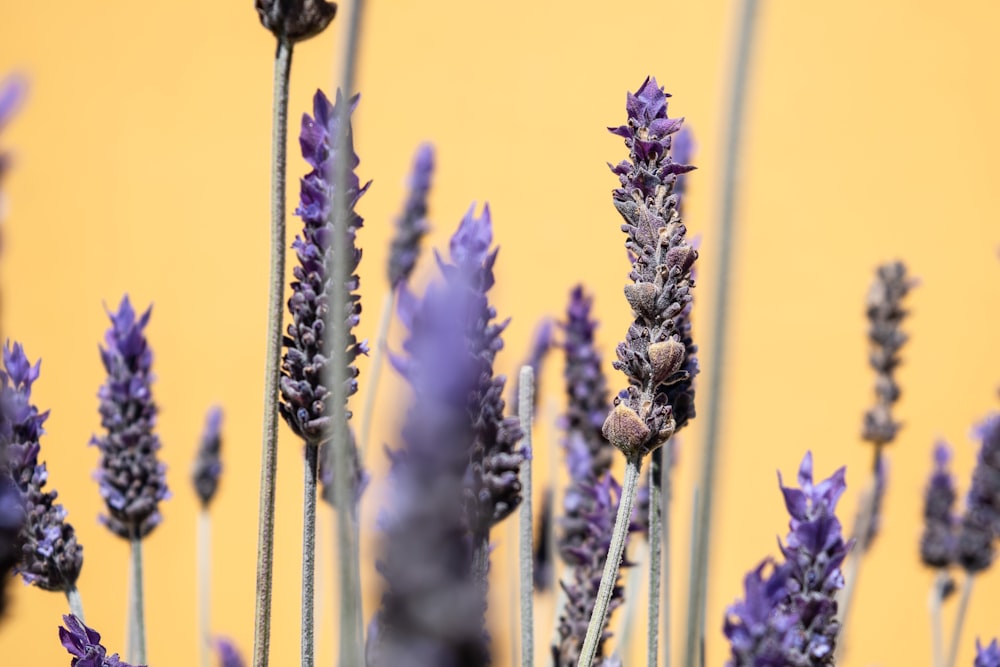 purple flowers in macro lens