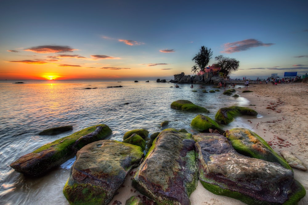 green moss on gray rocks by the sea during sunset