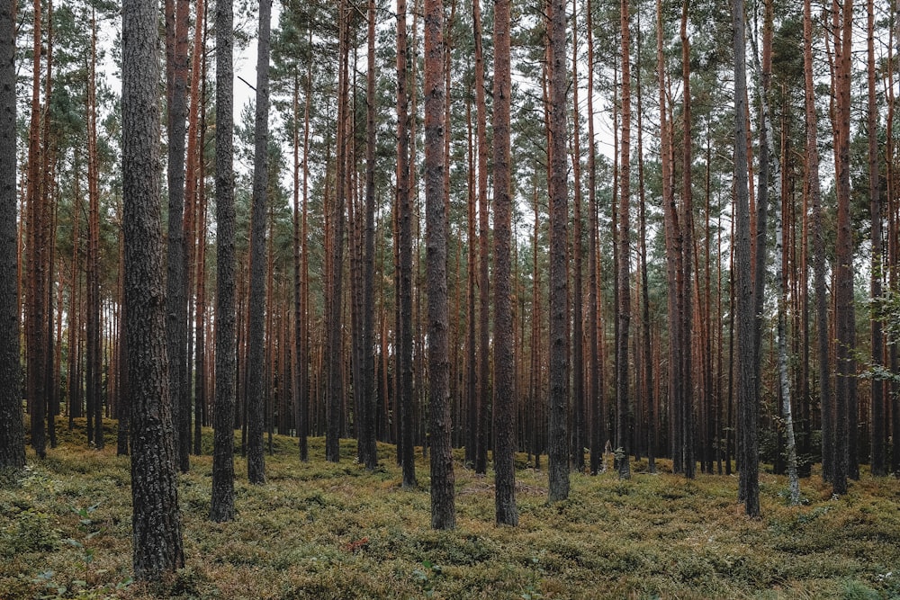 brown trees on green grass field during daytime