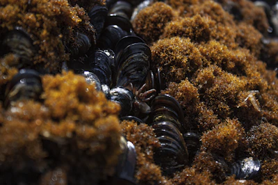 Close-up view of dark blue and black mussel shells nestled among vibrant brown and golden seaweed, with a small crab claw visible between the shells.