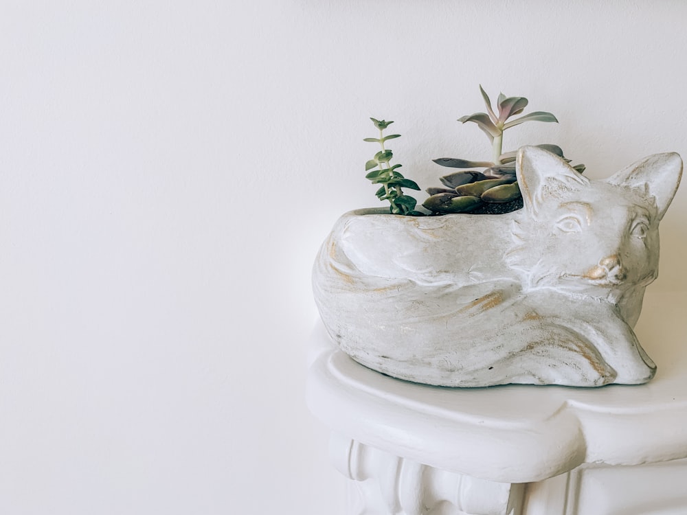 green plant on white ceramic vase