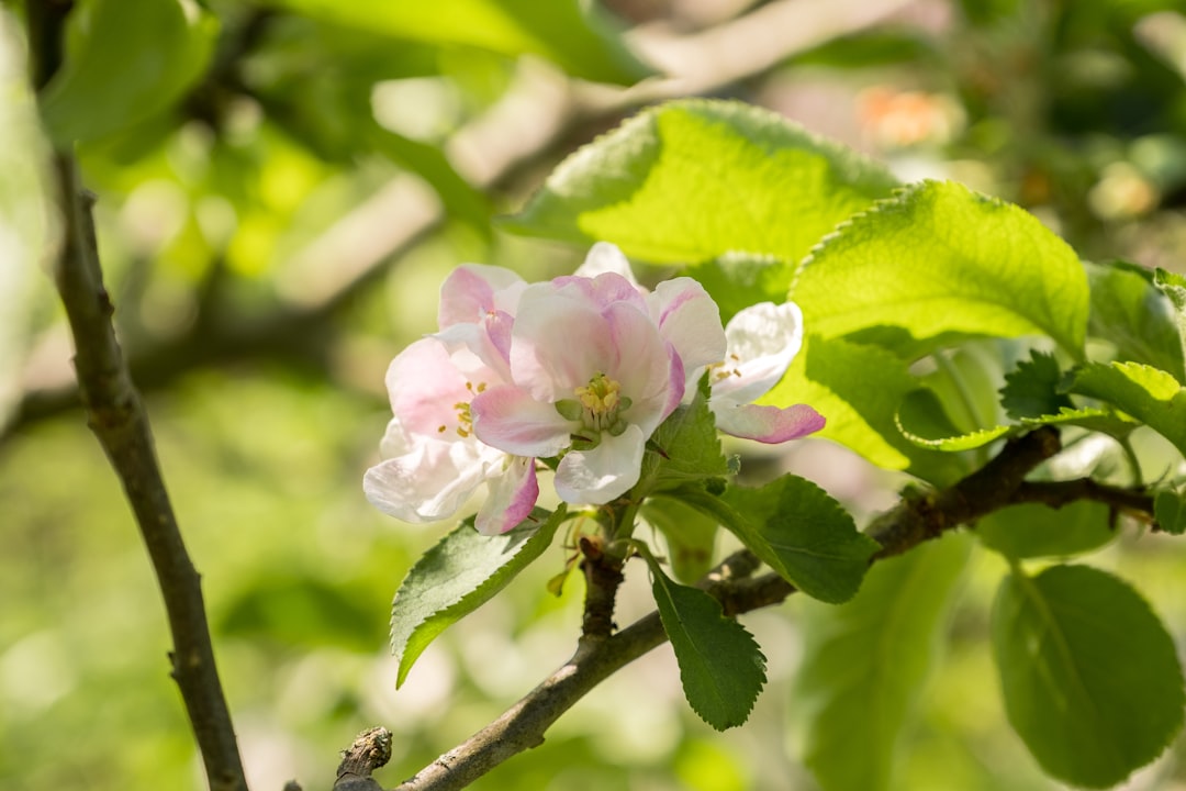 pink and white flower in tilt shift lens