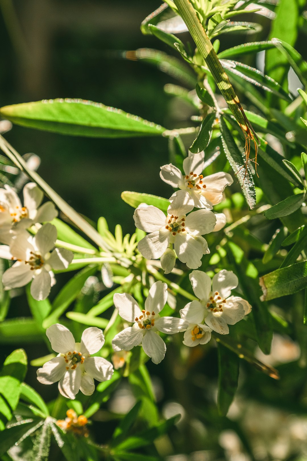 white flower in tilt shift lens