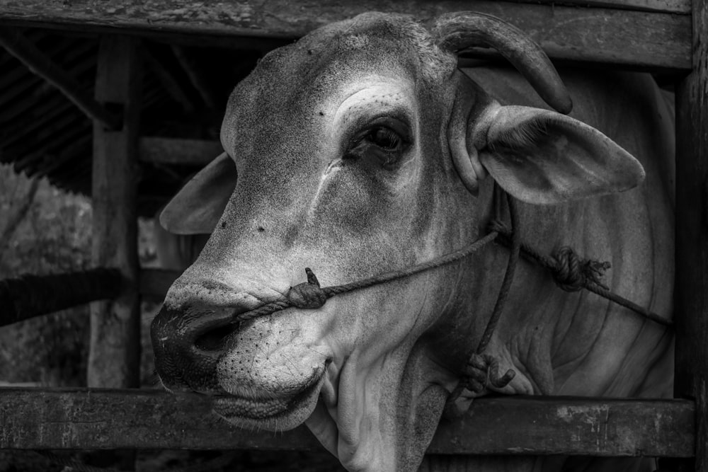 grayscale photo of cow head