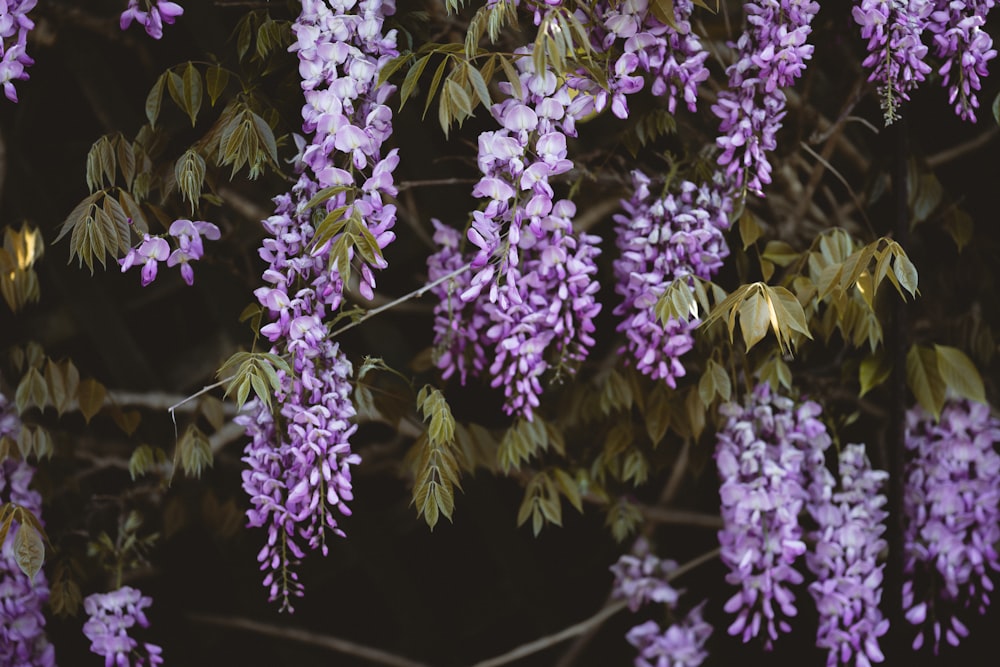 purple flowers in tilt shift lens