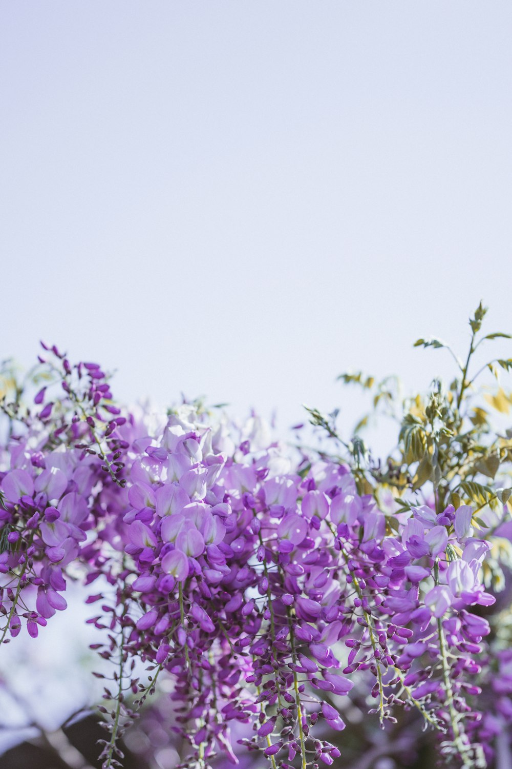 purple flowers with green leaves