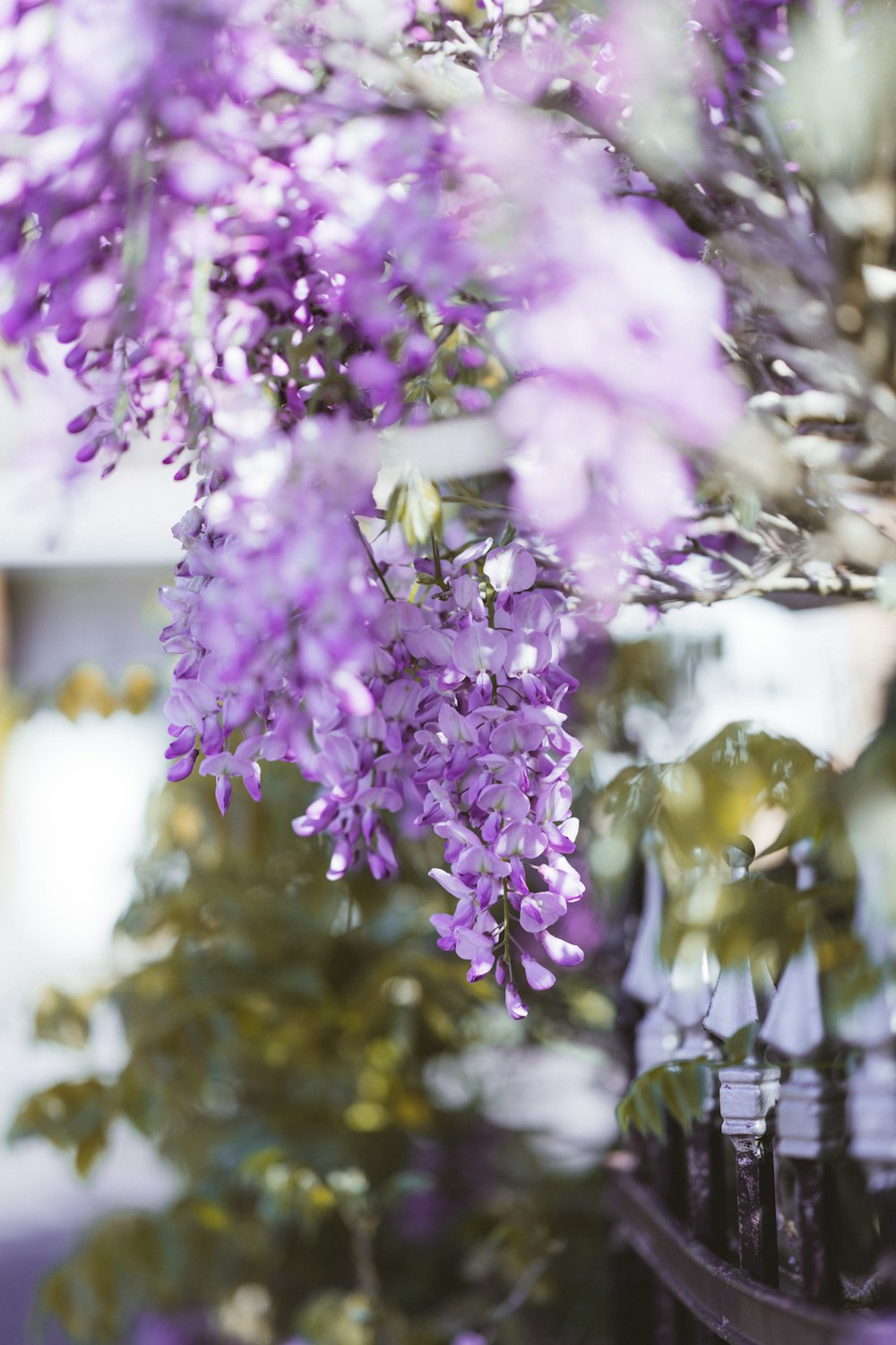 purple flowers in tilt shift lens