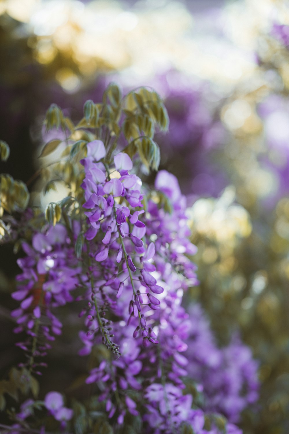 purple and white flower in tilt shift lens