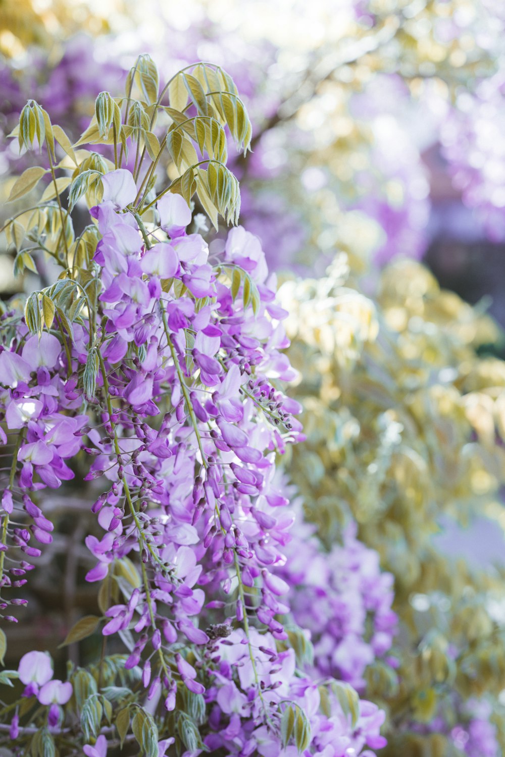 purple flowers in tilt shift lens