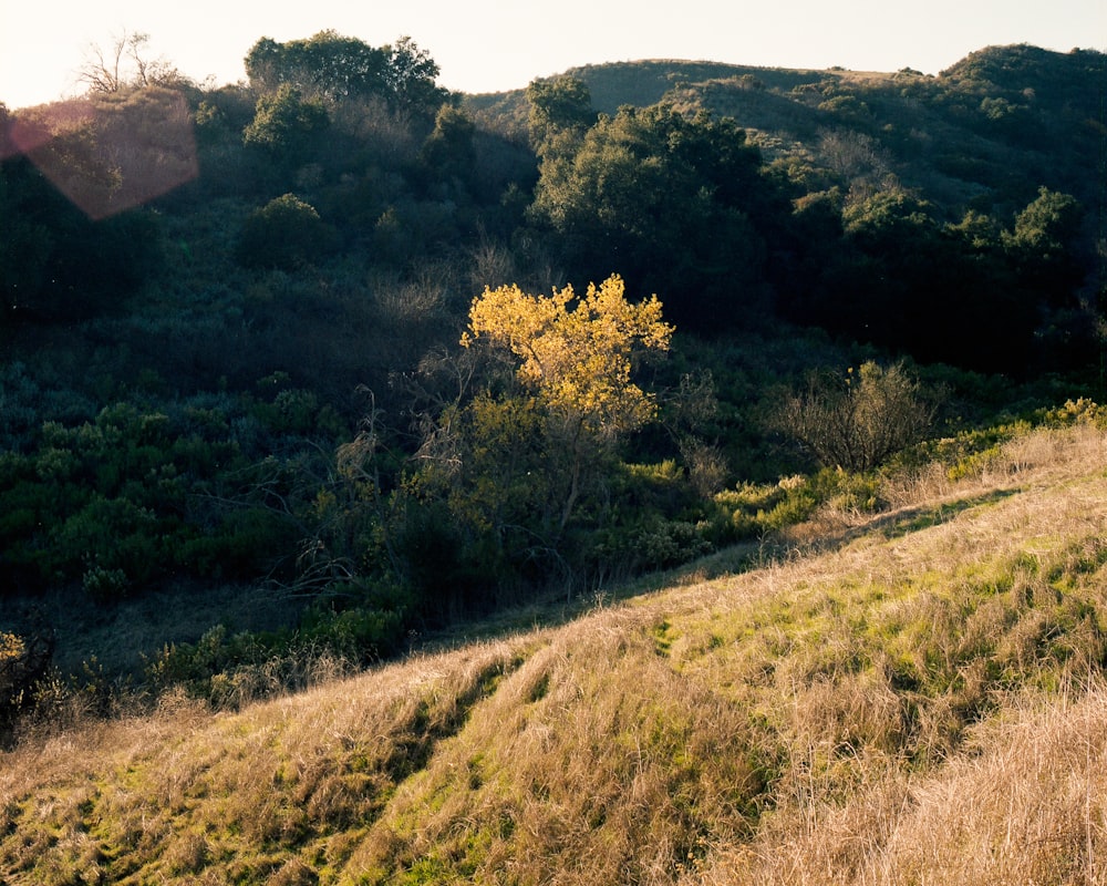 green trees on brown grass field during daytime