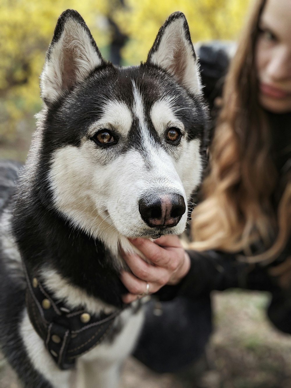 Husky sibérien noir et blanc