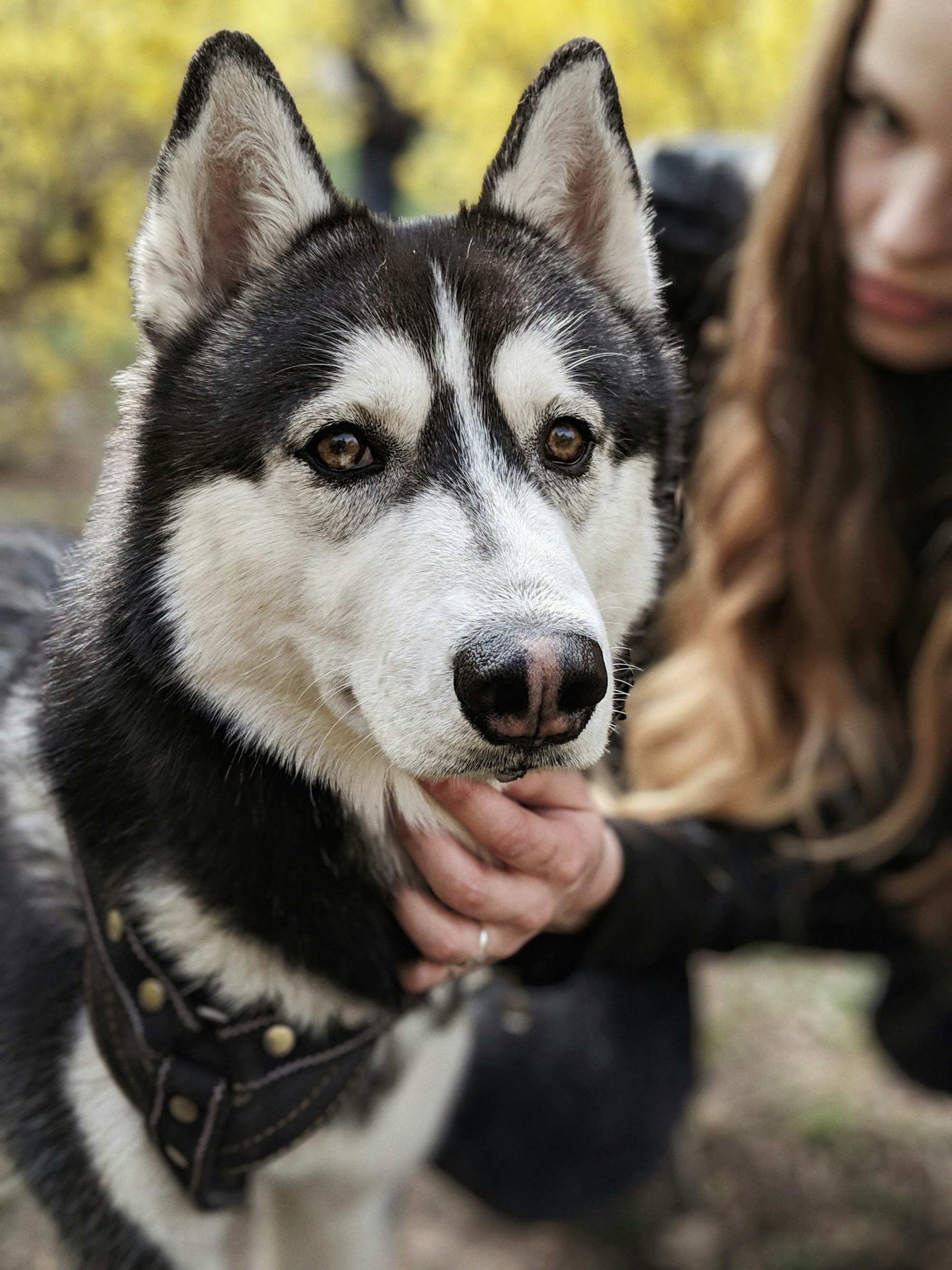 dog closest to wolf