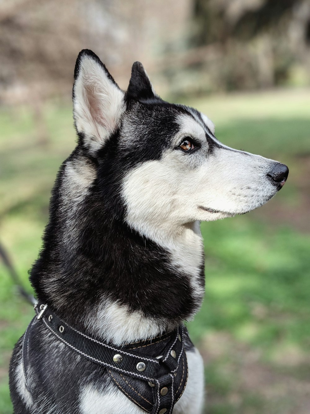 Husky siberiano blanco y negro en un campo de hierba verde durante el día